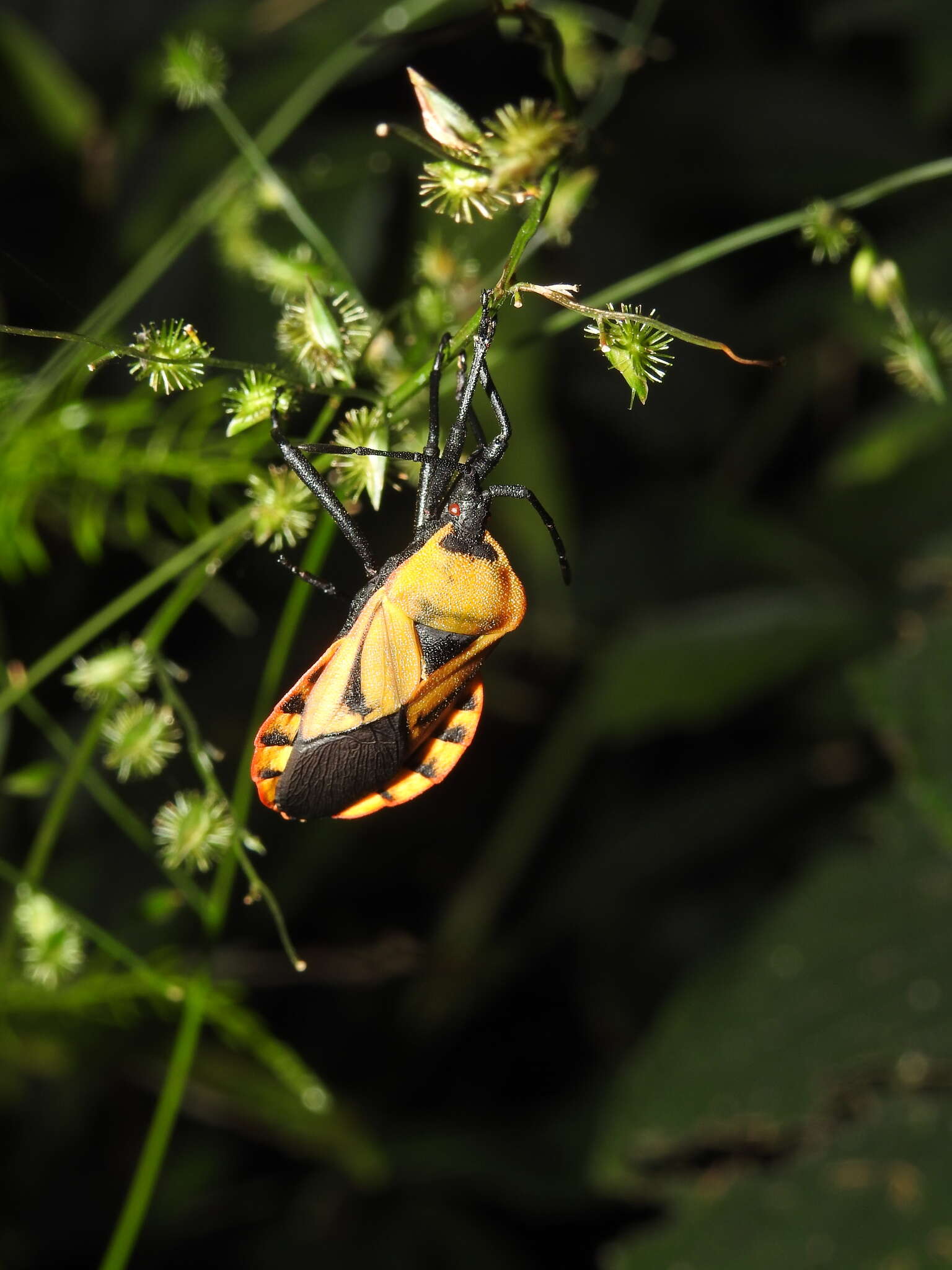 صورة Brachytes bicolor Westwood 1842