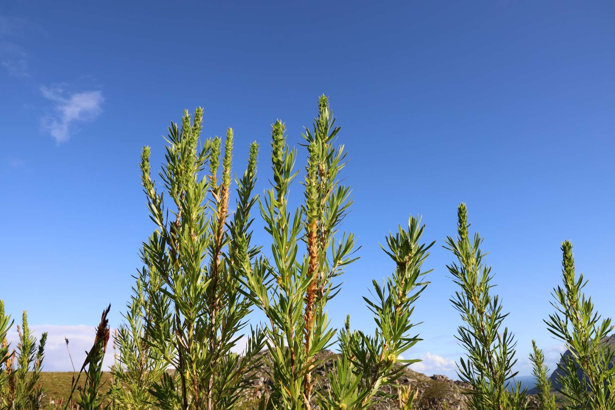 Image of Cliffortia heterophylla Weim.