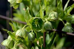 Image of Stinking Hellebore