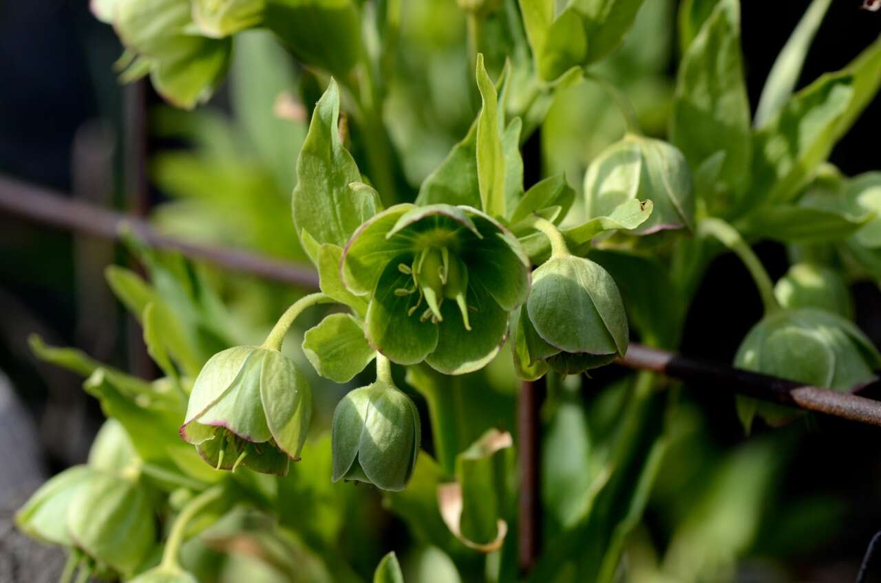 Image of Stinking Hellebore