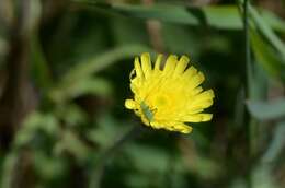 Image of Mouse-ear-hawkweed