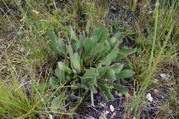 Image of harts-tongue-fern sugarbush