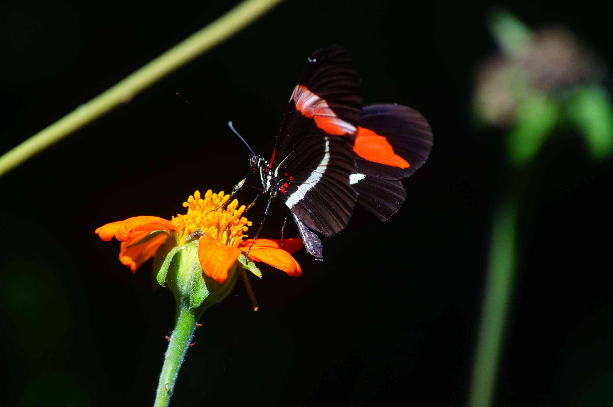 Image de Heliconius erato Linnaeus 1758