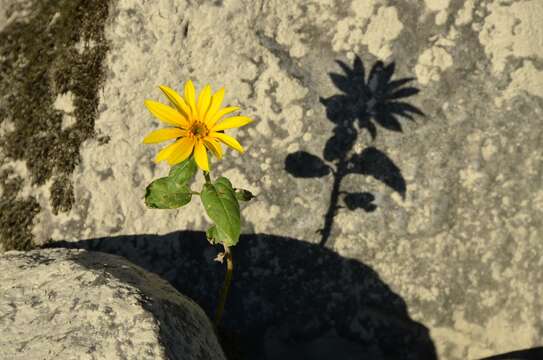 Image of Jerusalem artichoke