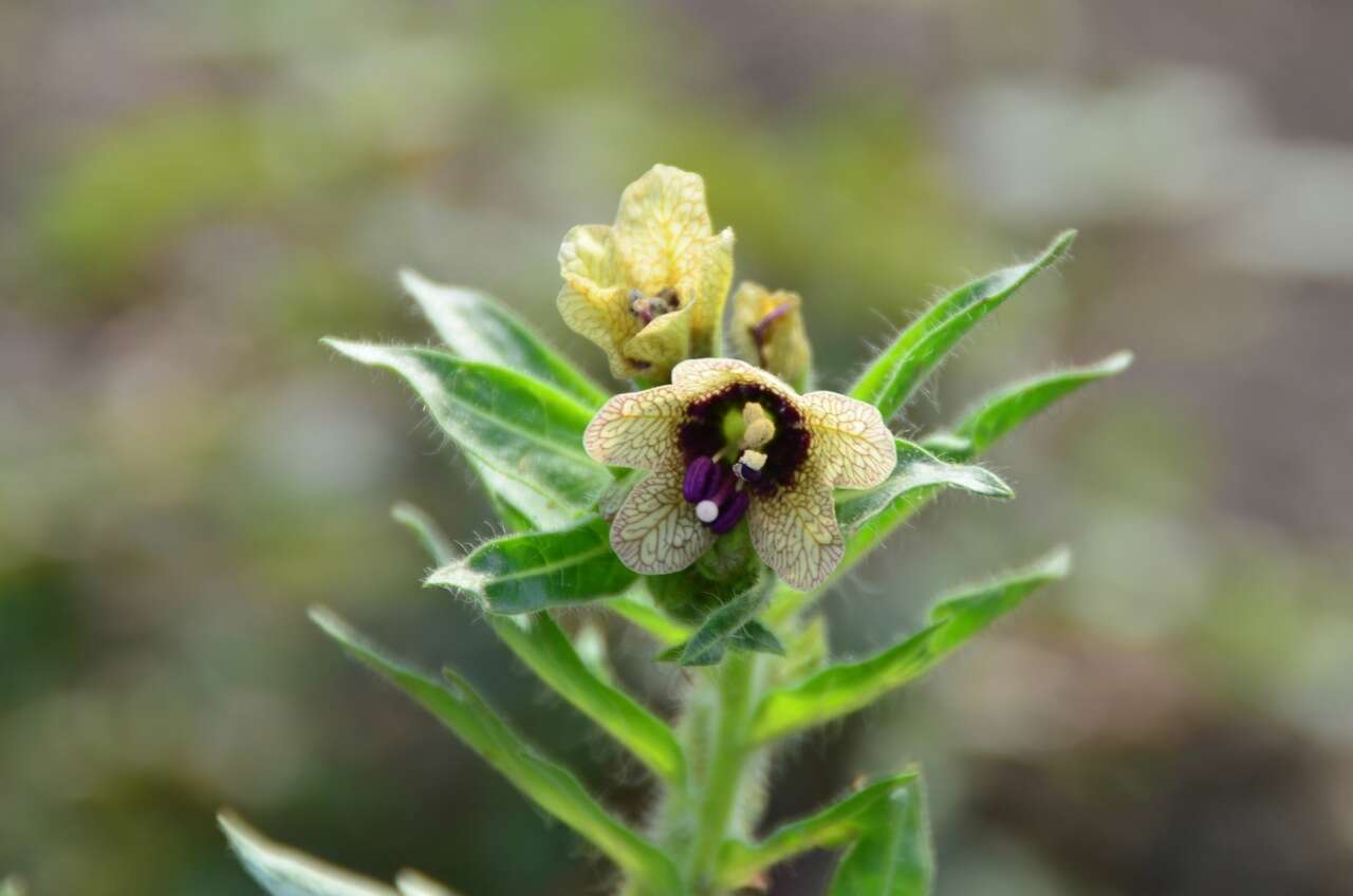 Image of black henbane