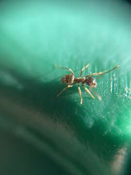 Image of Small black ant