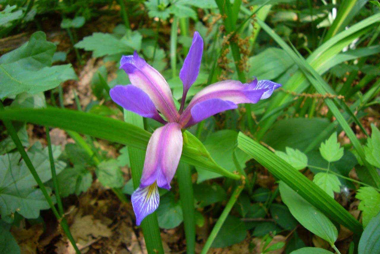 Image of Iris graminea L.