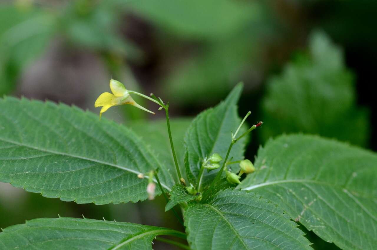 Image of small balsam