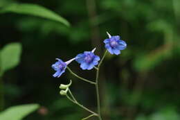 Image of Newton's larkspur