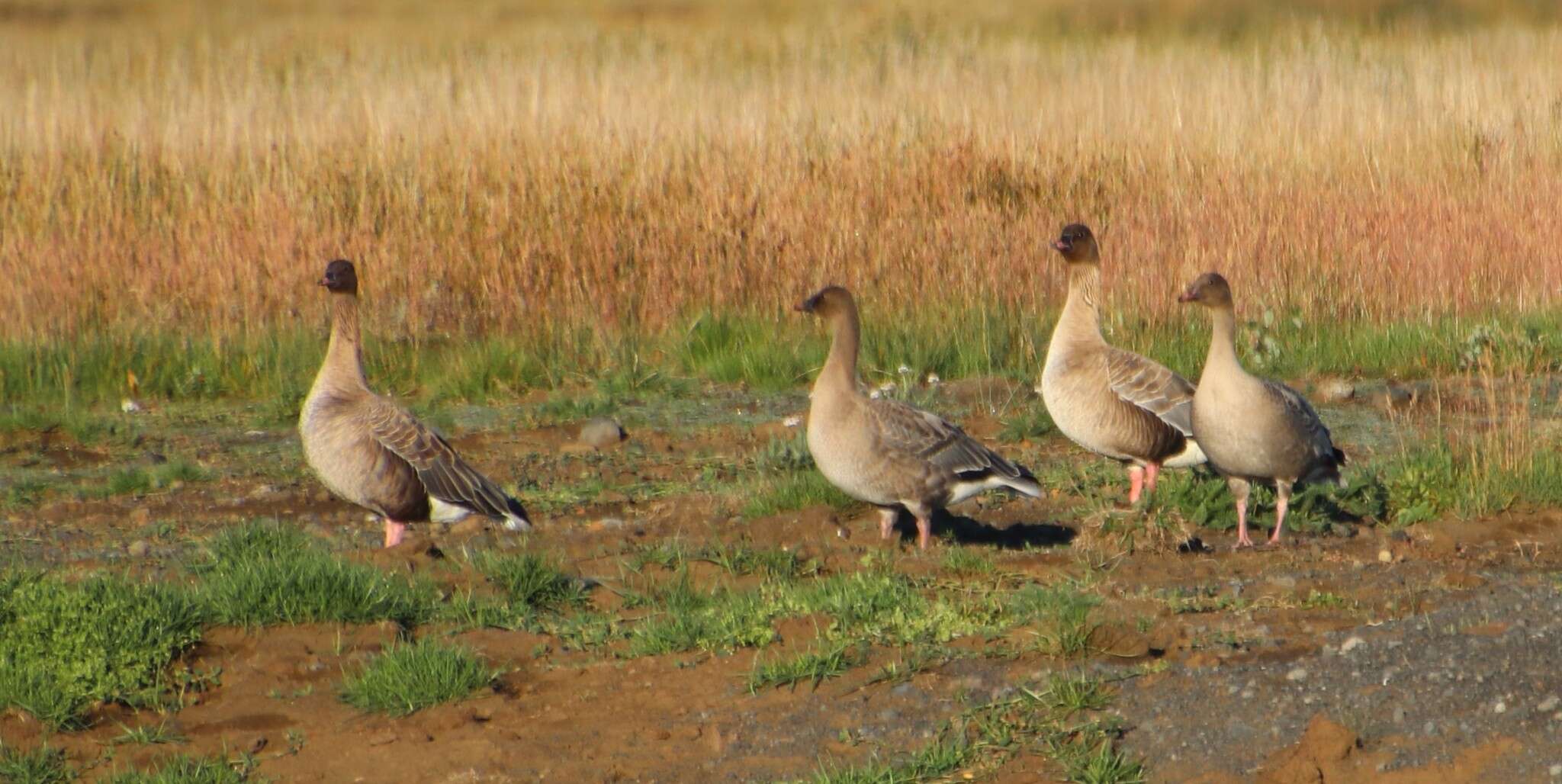 Imagem de Anser brachyrhynchus Baillon 1834