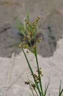 Juncus articulatus L. resmi