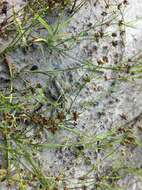 Juncus articulatus L. resmi