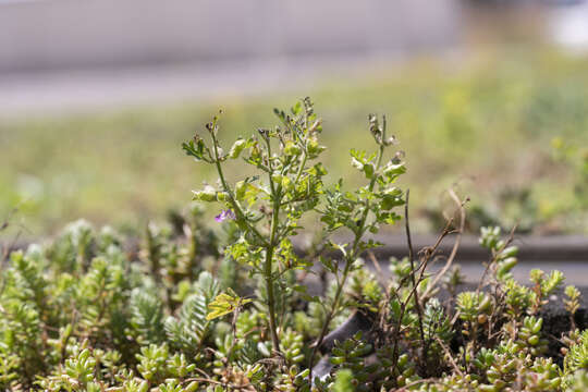 Imagem de Teucrium botrys L.