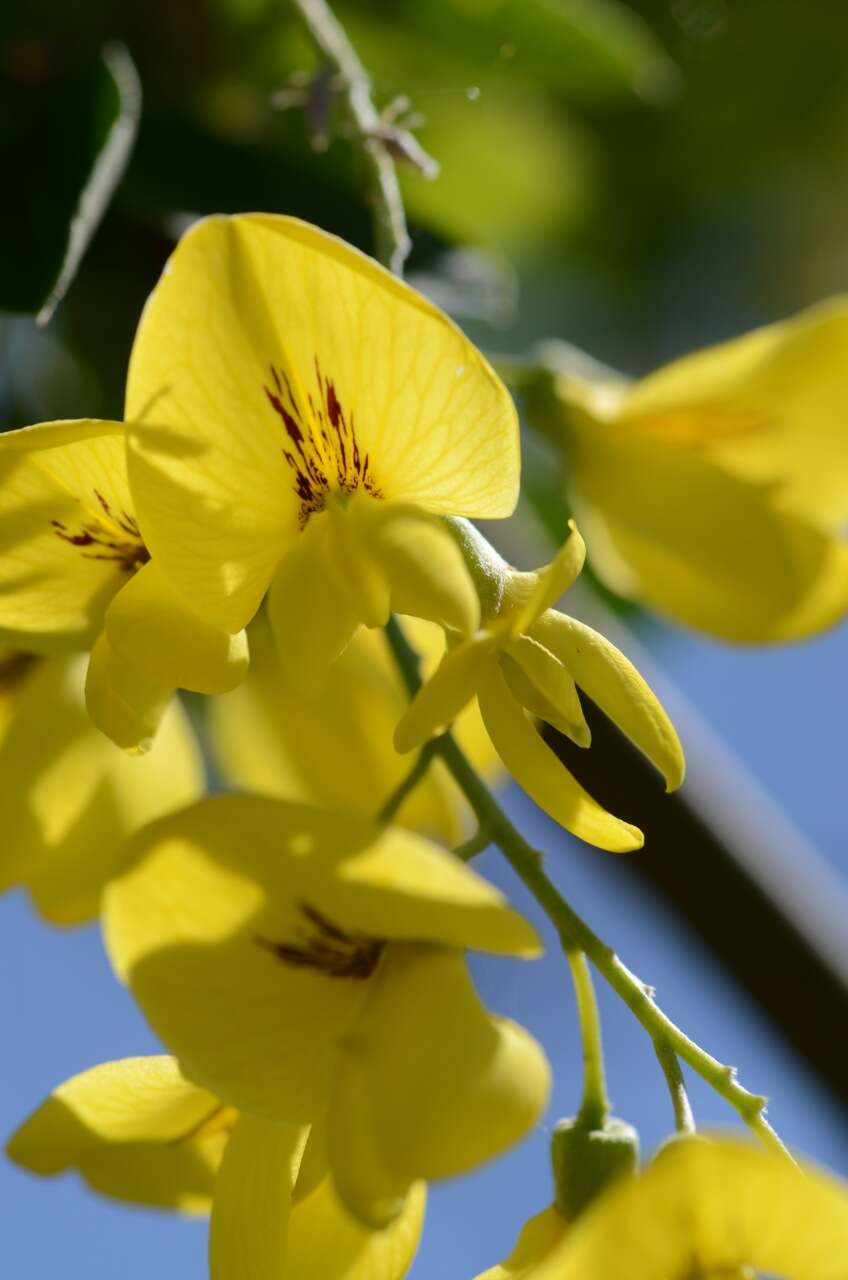 Image of Common Laburnum