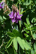 Plancia ëd Hedysarum hedysaroides subsp. hedysaroides