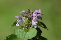 Image of purple archangel