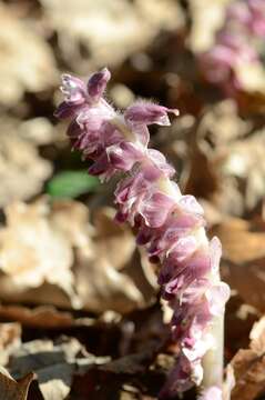 Image of common toothwort