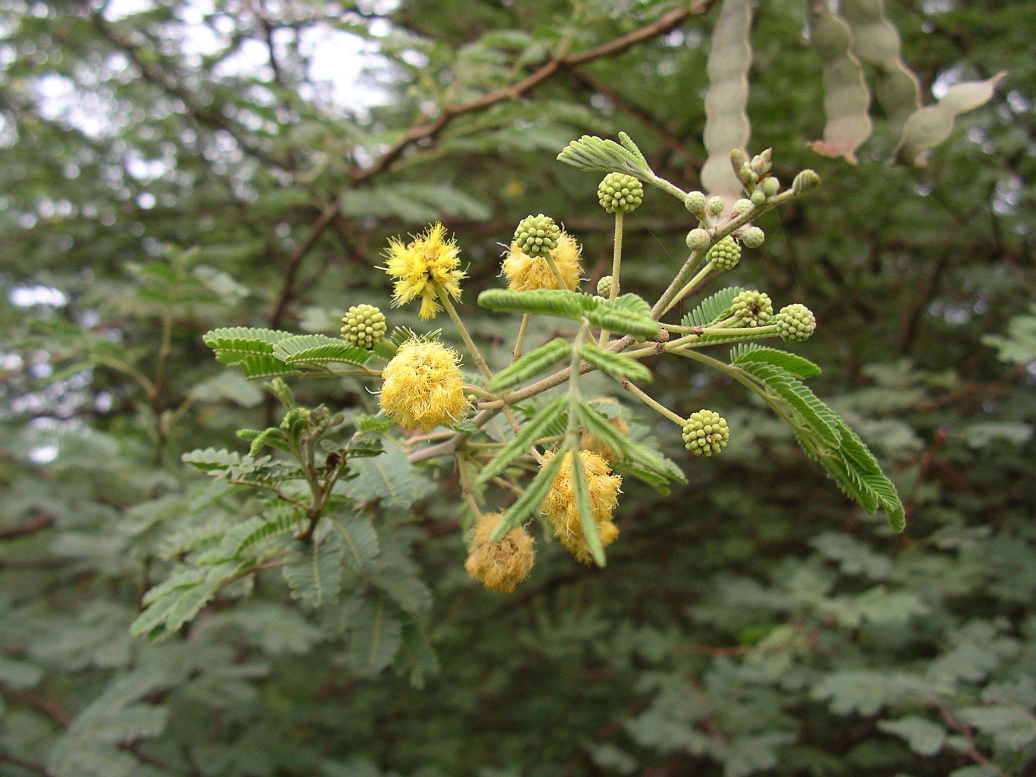 Sivun Vachellia nilotica subsp. adstringens (Schumach. & Thonn.) Kyal. & Boatwr. kuva