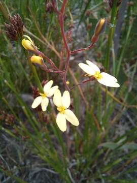 Image of Stylidium diademum Wege