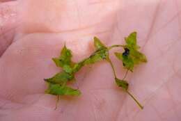 Image of Duckweed