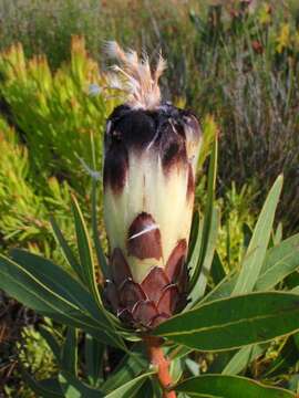 Image of Protea lepidocarpodendron (L.) L.