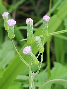 Image of Emilia sonchifolia var. sonchifolia