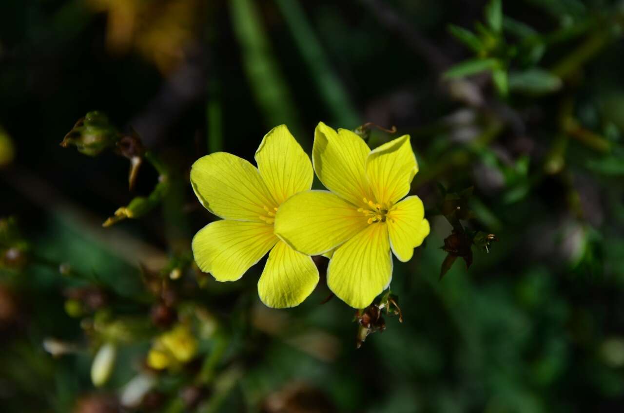 Image of golden flax