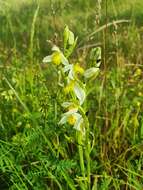 Image of Ophrys apifera var. chlorantha (Hegetschw.) Nyman