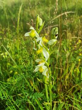 Image of Ophrys apifera var. chlorantha (Hegetschw.) Nyman