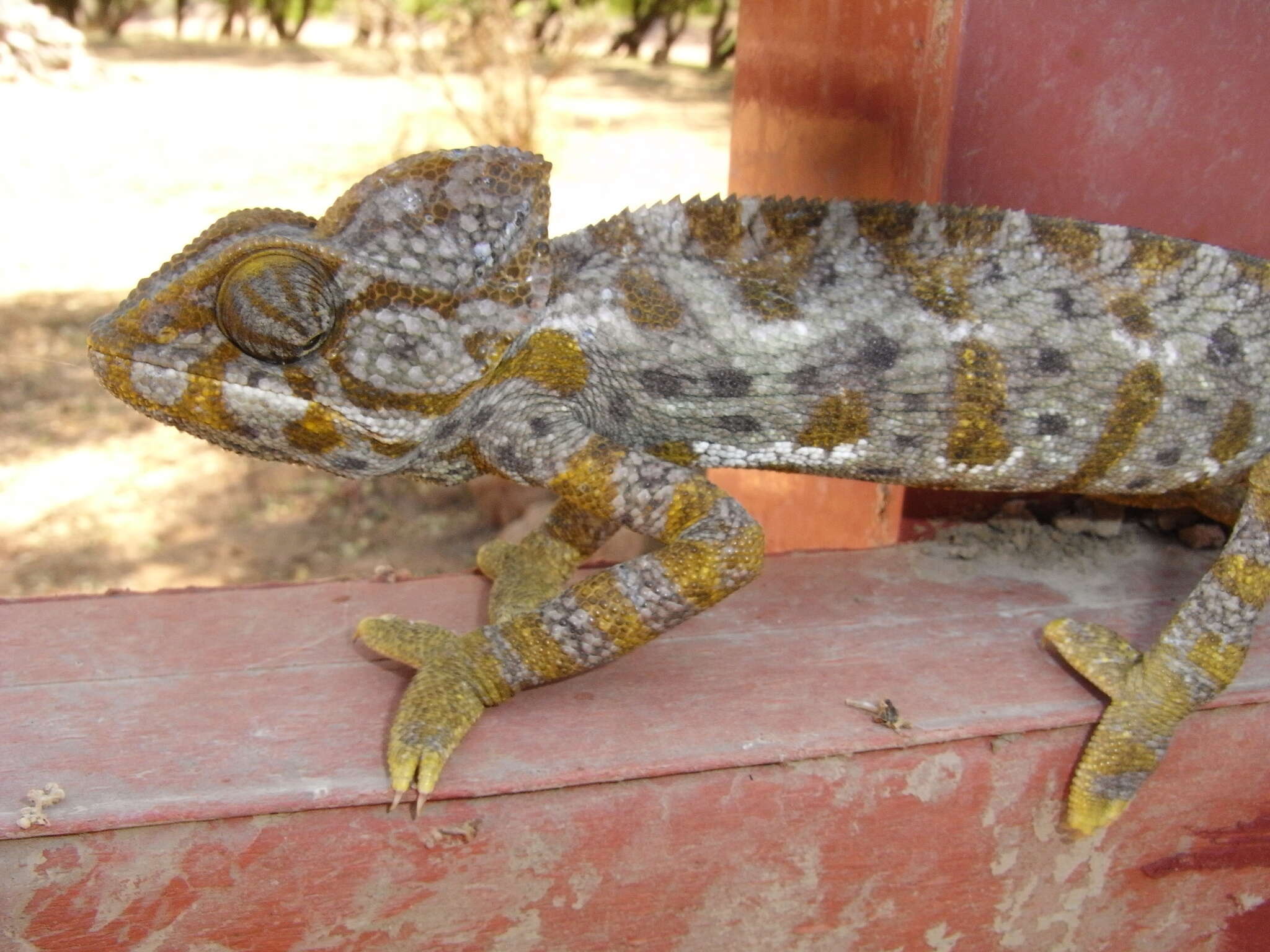 Image of Arabian Chameleon