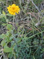 Image of Dyer's Chamomile