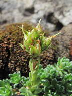 Sivun Saxifraga pseudolaevis Oettingen kuva