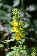 Image of Dotted Loosestrife