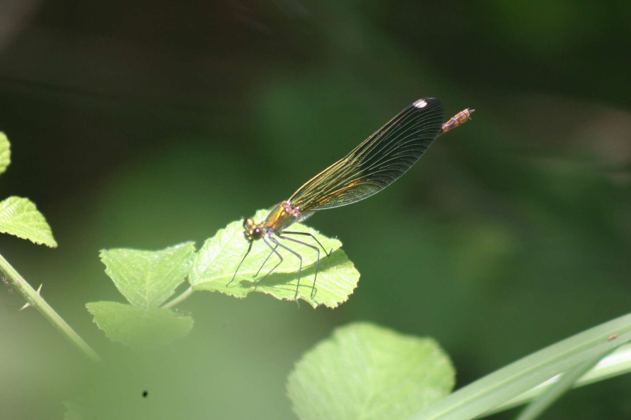 Image of <i>Calopteryx splendens amasina</i> Bartenef 1912