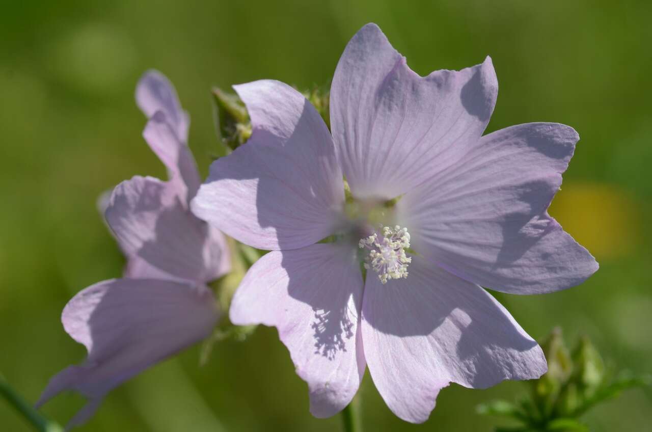 Image of musk mallow