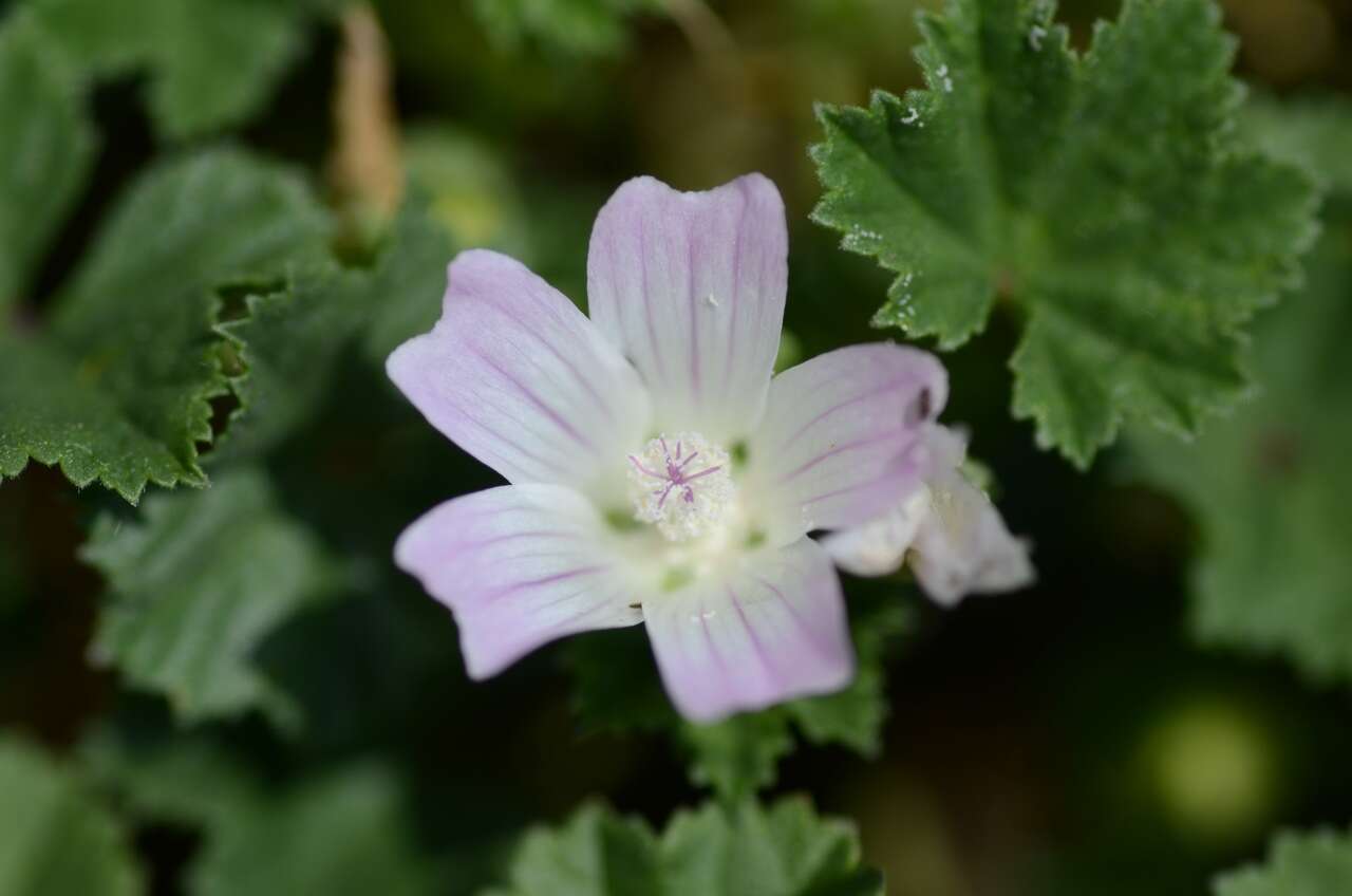 Image of common mallow