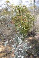 Image of Eucalyptus albida Maiden & Blakely