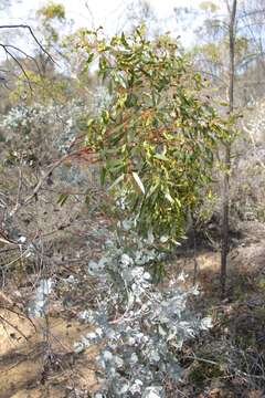 Image of Eucalyptus albida Maiden & Blakely