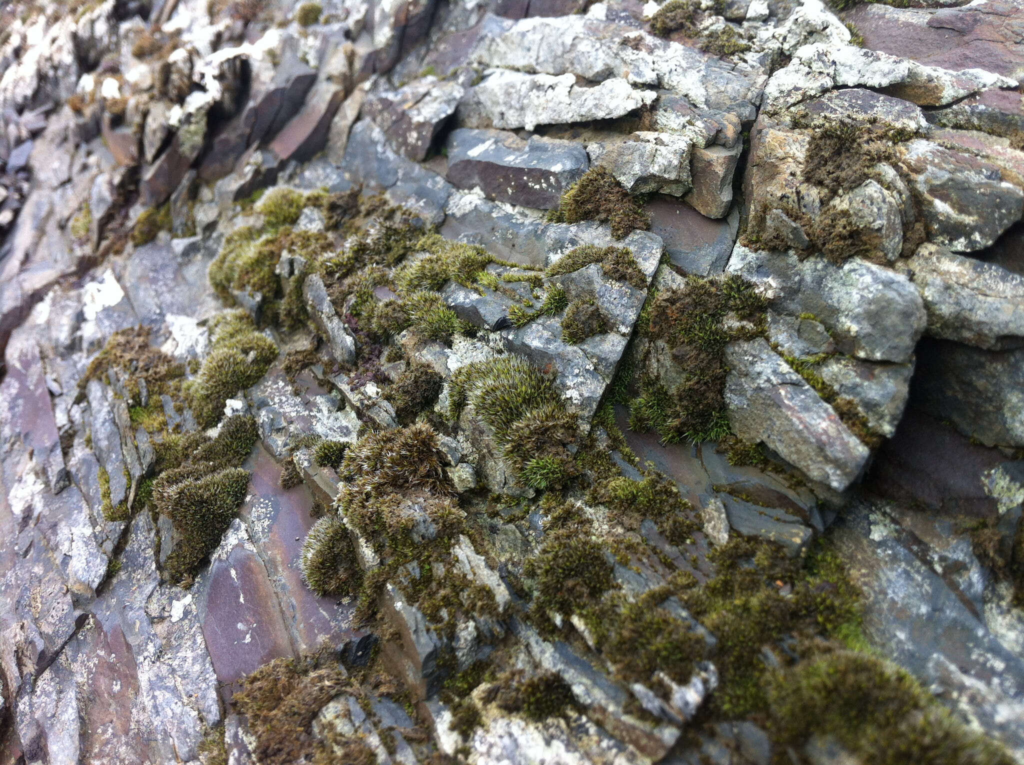 Image of coscinodon moss