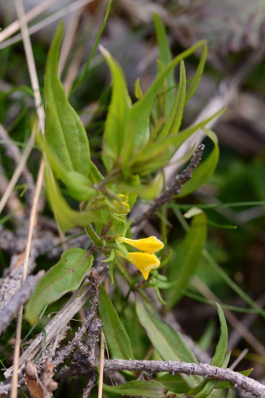 Image of Small cow-wheat