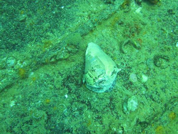 Image of West Indian crown conch