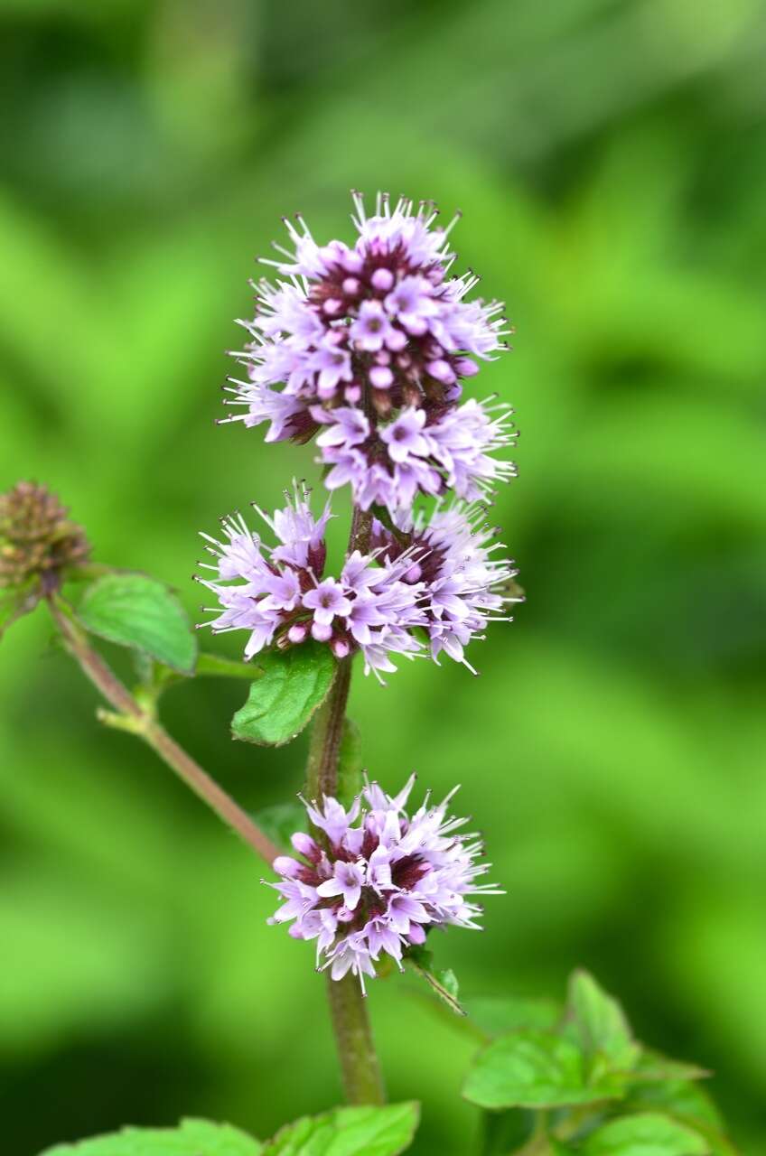 Image of Water Mint