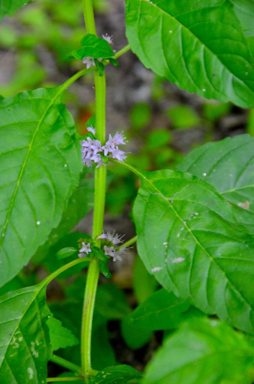 Image of wild mint