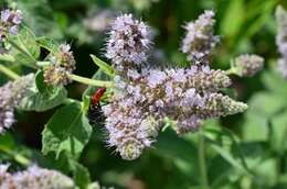 Image of Horse Mint