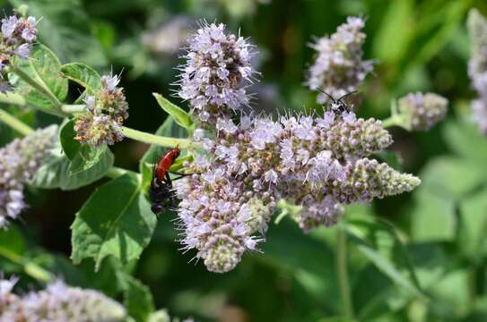 Imagem de Mentha longifolia (L.) Huds.