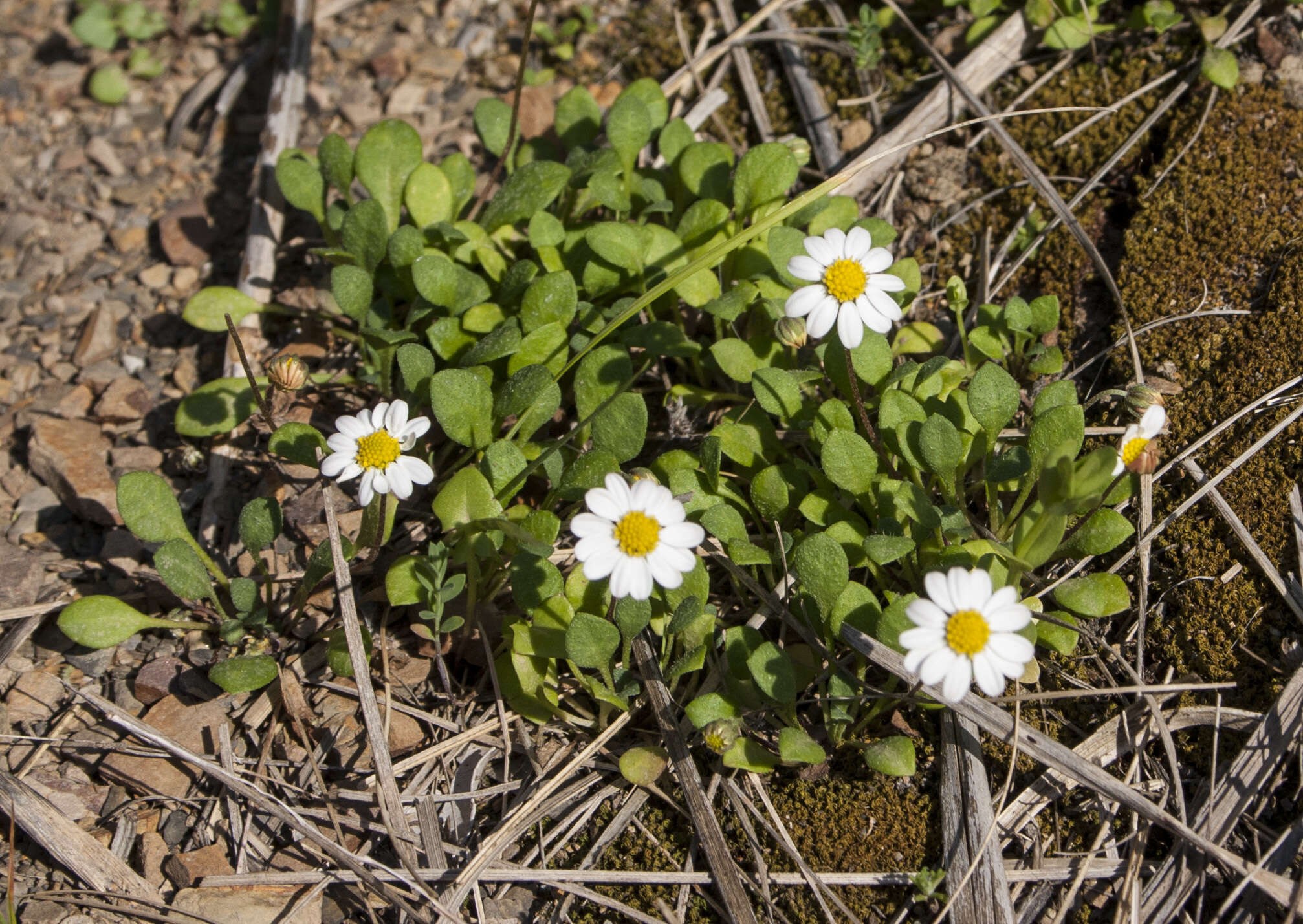 Image de Bellium fausse pâquerette