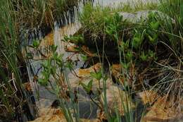 Image of bogbean