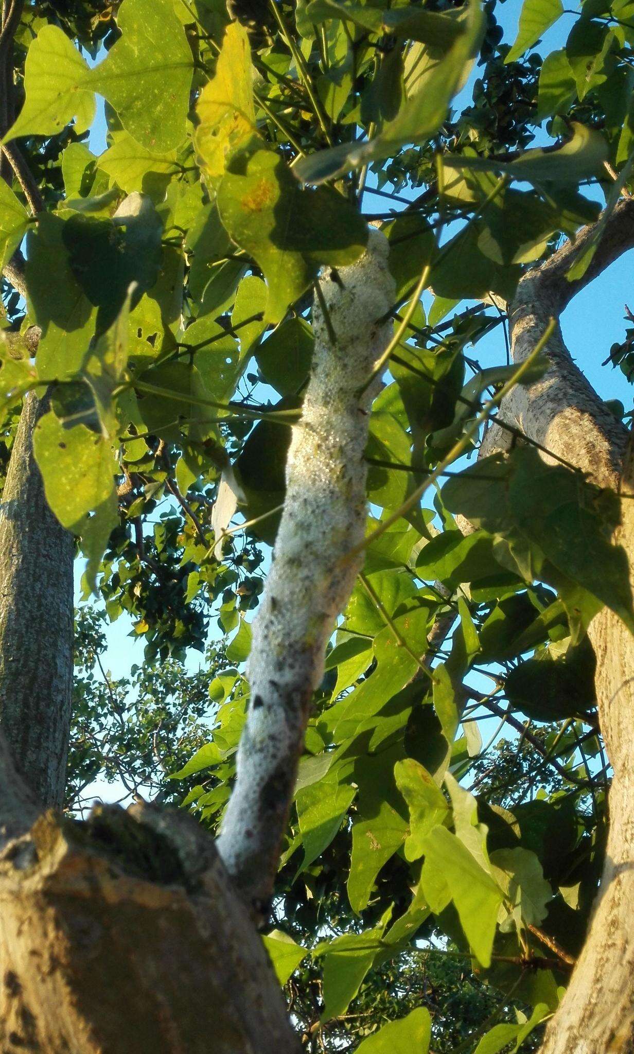 Image of Common Coral tree