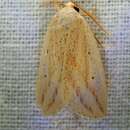 Image of Oblique Grass Moth
