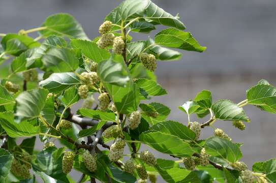 Image of white mulberry